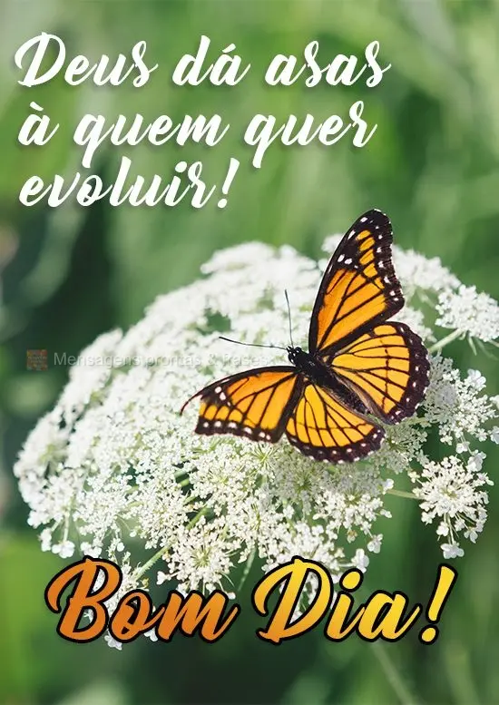 Deus dá asas a quem quer evoluir! 
 Bom Dia!