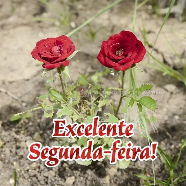 Excelente Segunda-feira!