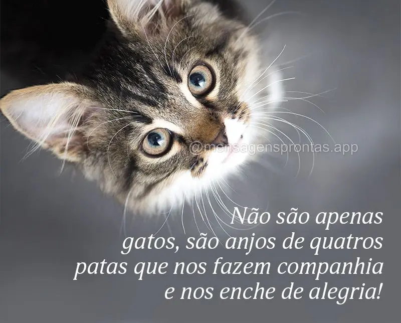 Não são apenas gatos, são anjos de quatros patas que nos fazem companhia e nos enche de alegria!